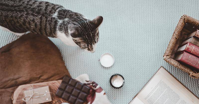 Kenapa Kucing Tidak Boleh Makan Cokelat? Ini Alasannya!